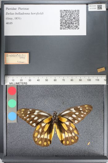 Media type: image;   Entomology 130380